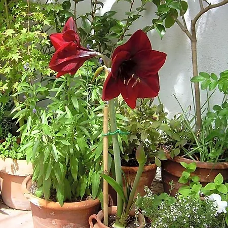 Bed and breakfast River Ebro Holidays Tivenys